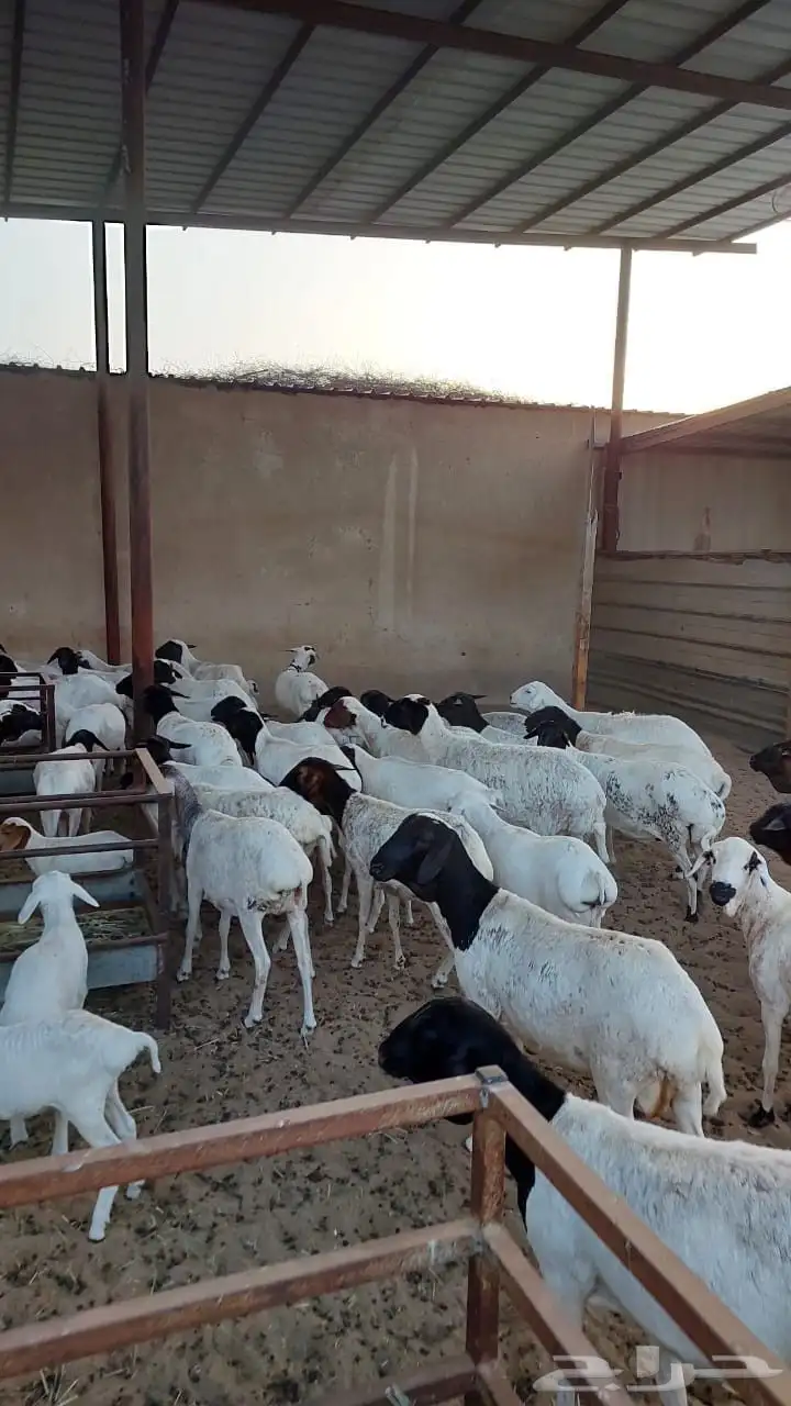 غنم بربري index