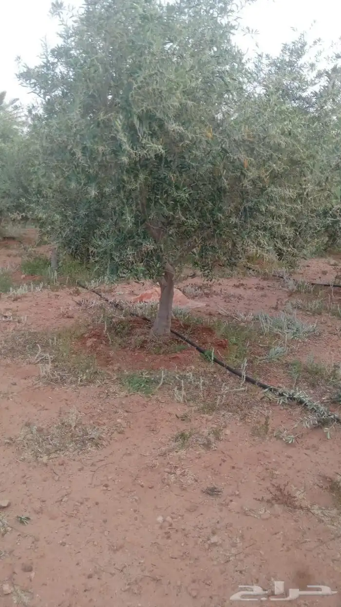 اشجار زيت زيتون 3