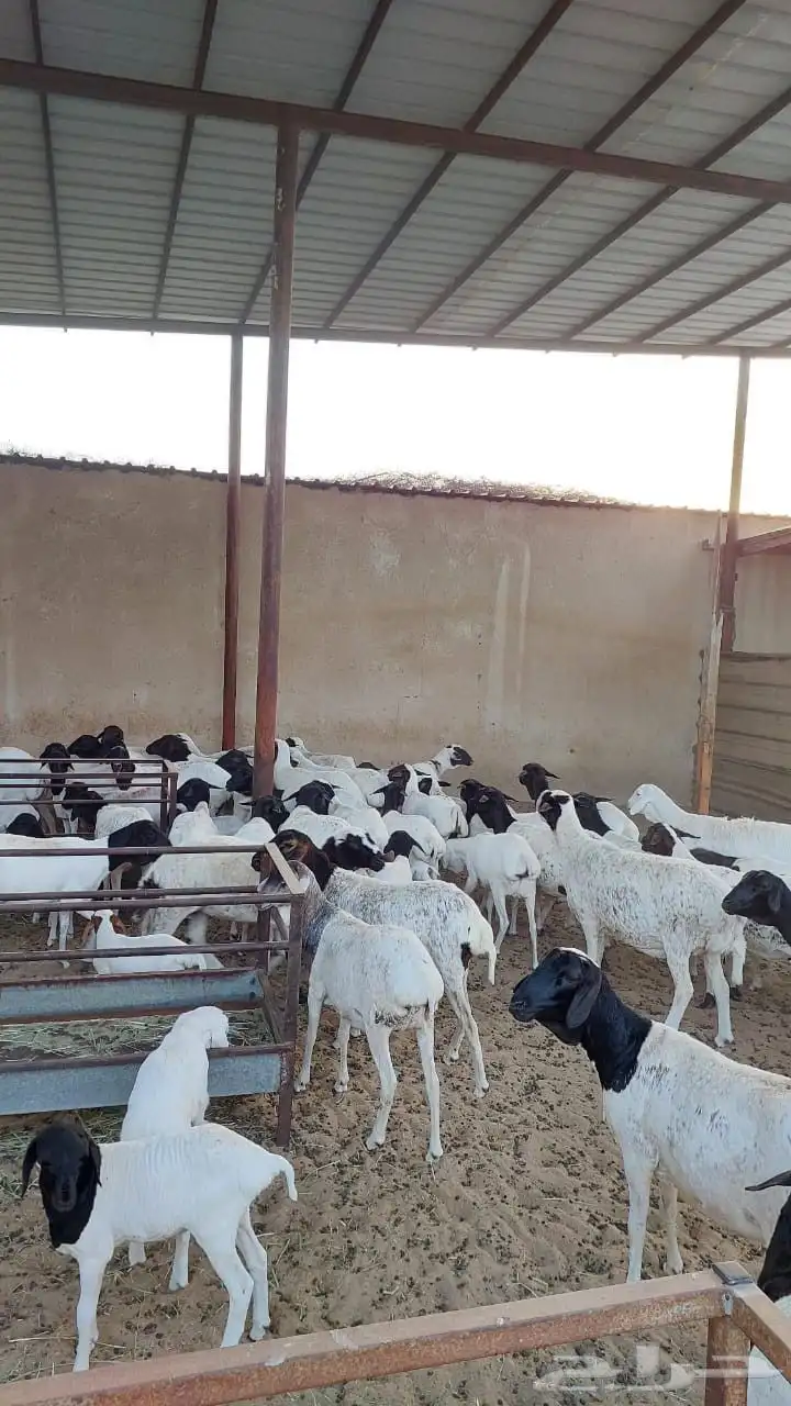 غنم بربري index