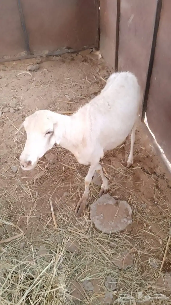 نعجه للبيع السن موضحه في الصوره 0