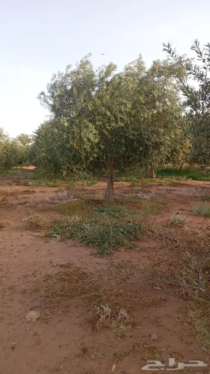 اشجار زيت زيتون 0