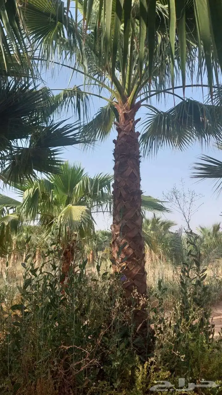 نخل للبيع جميع انواع انخيل العربي والواشنطن 06232 05374 3