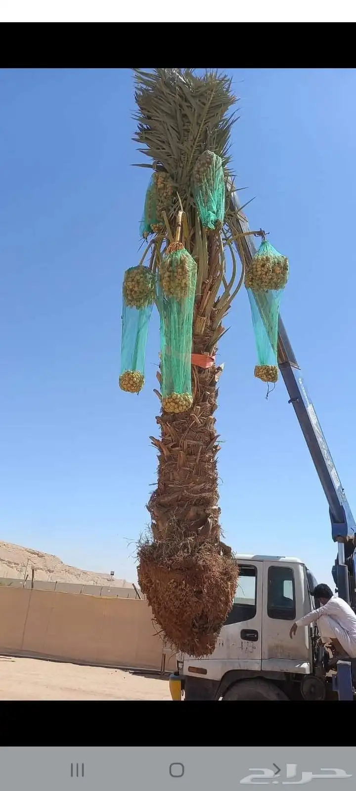 يوجد لدينا جميع انواع إنخل عربي ووشنطني جميع المقاسات متوفره 4