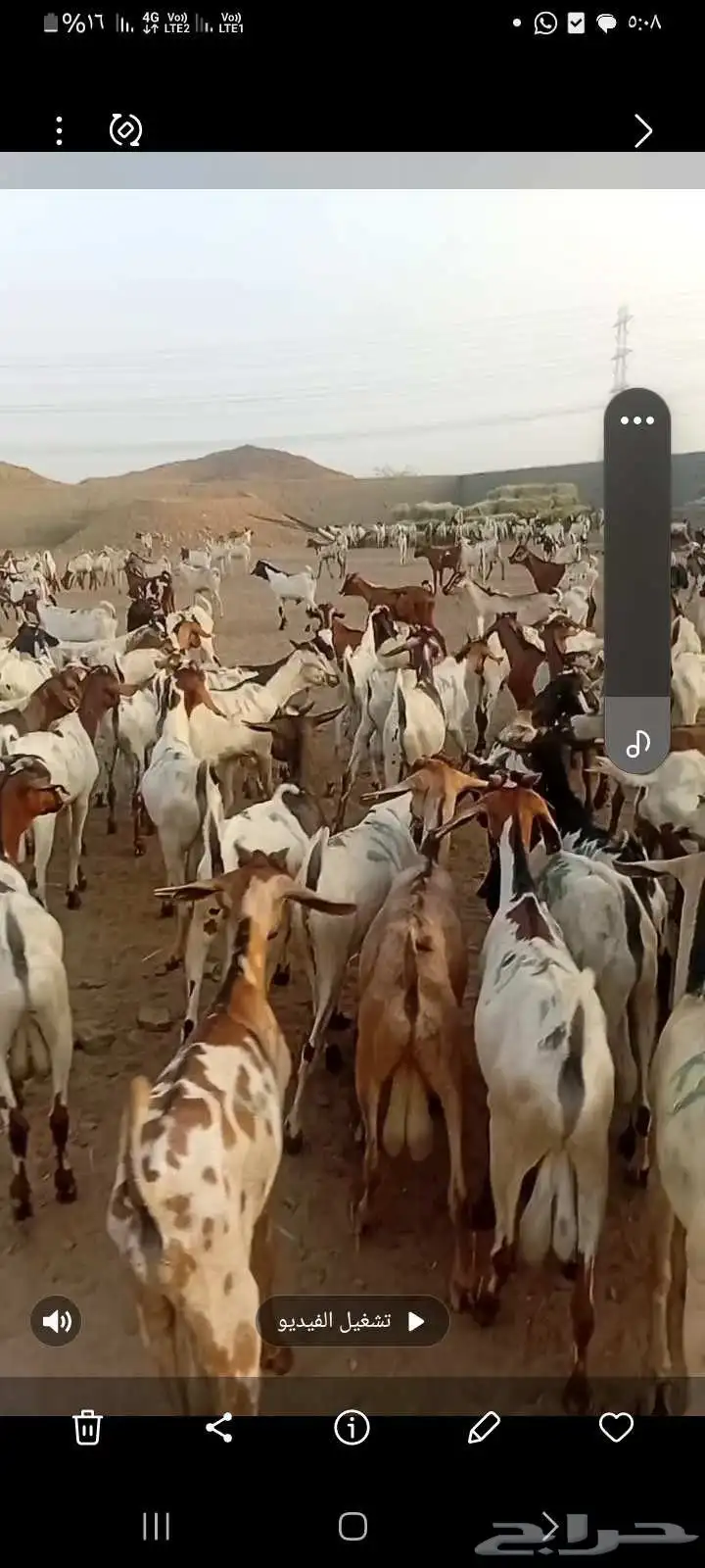 تيوس برابر نوع كيني جذعان بضاعه نفس البلدي 0