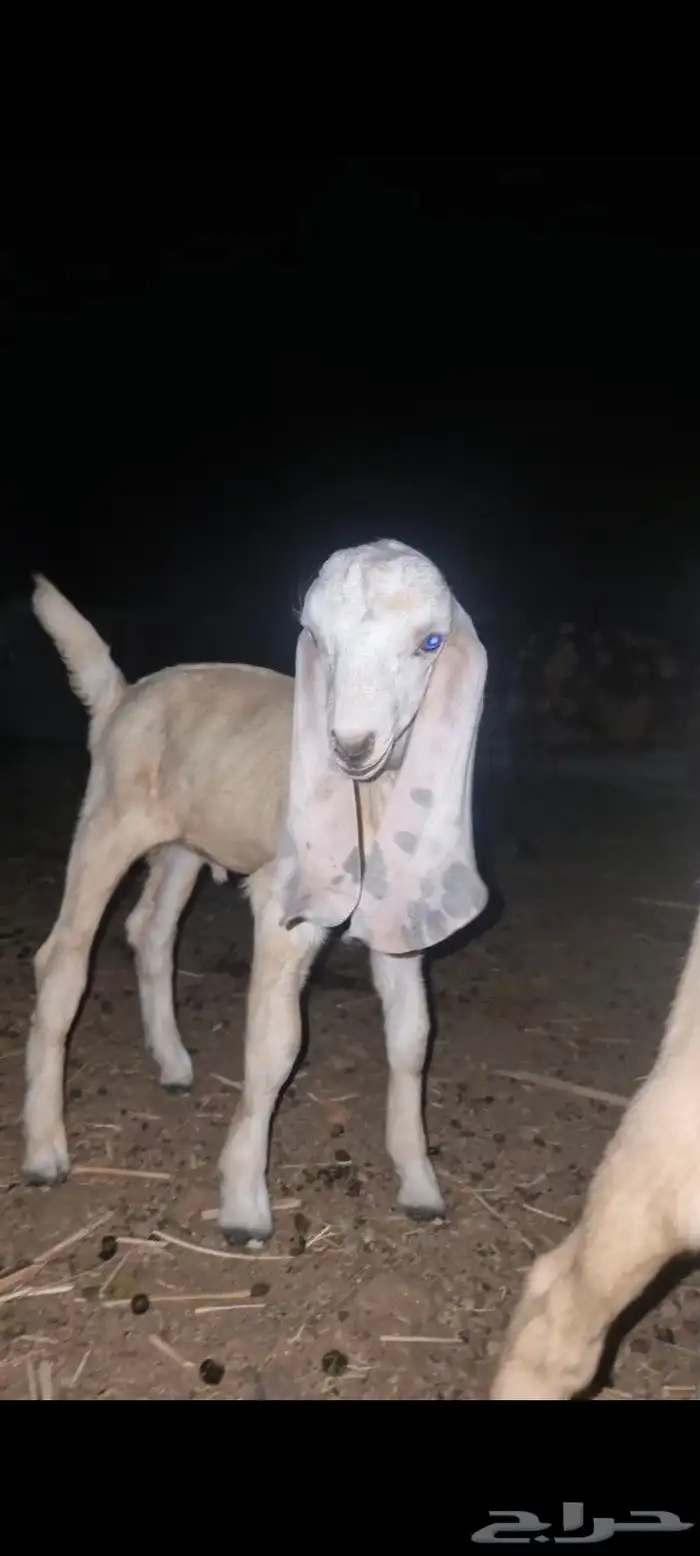جفر بنجابي مشروع فحل فاخر 2