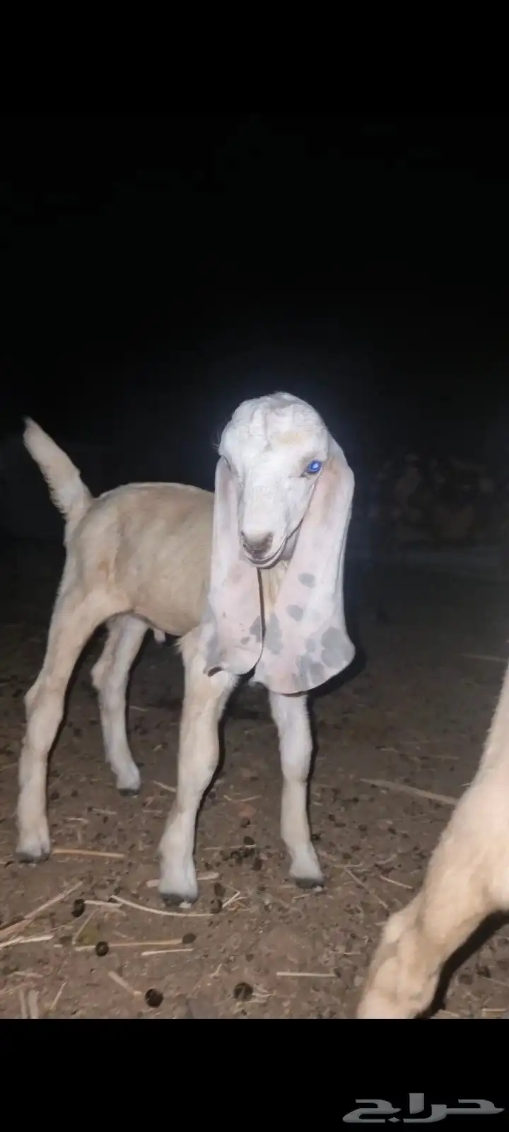 جفر بنجابي مشروع فحل فاخر 2