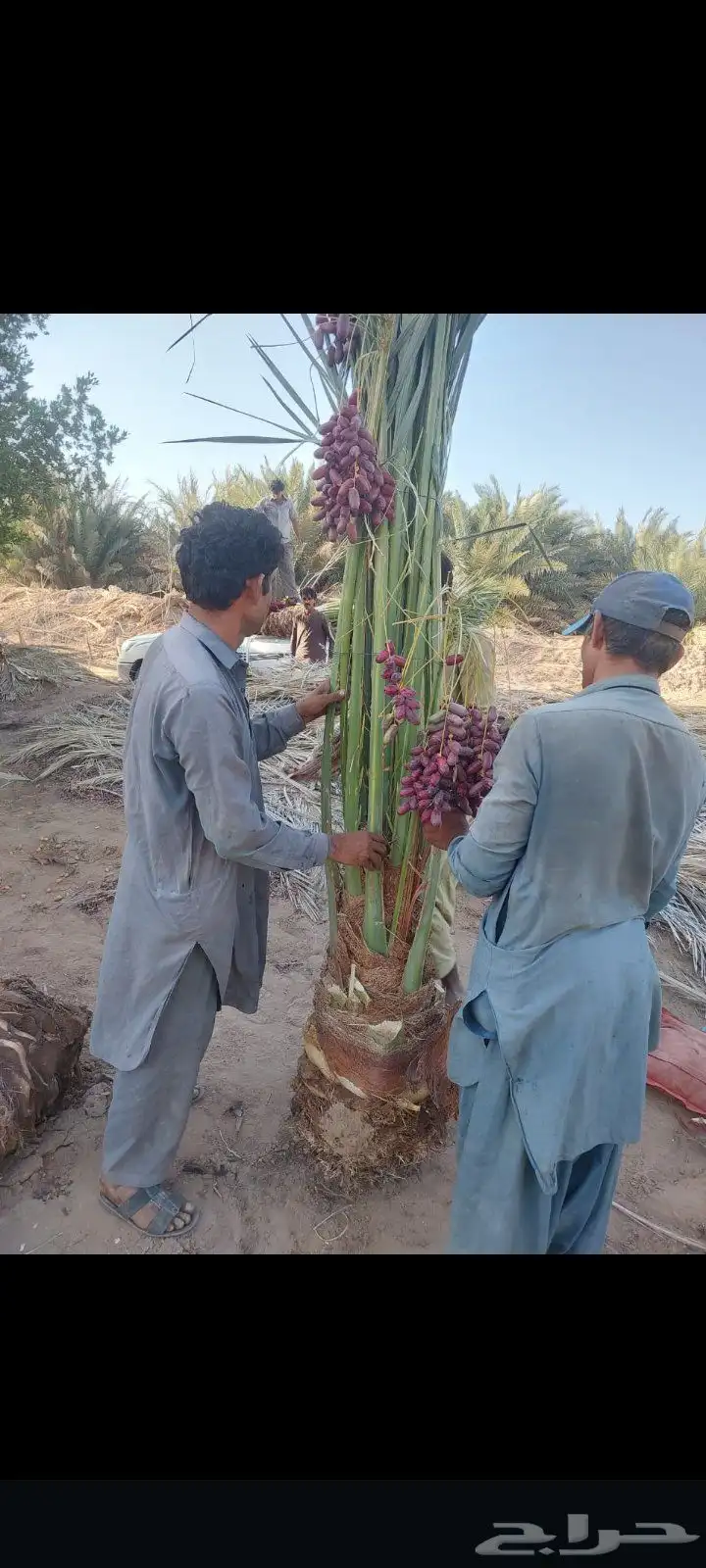 يوجد لدينا جميع انواع إنخل عربي ووشنطني جميع المقاسات متوفره 3