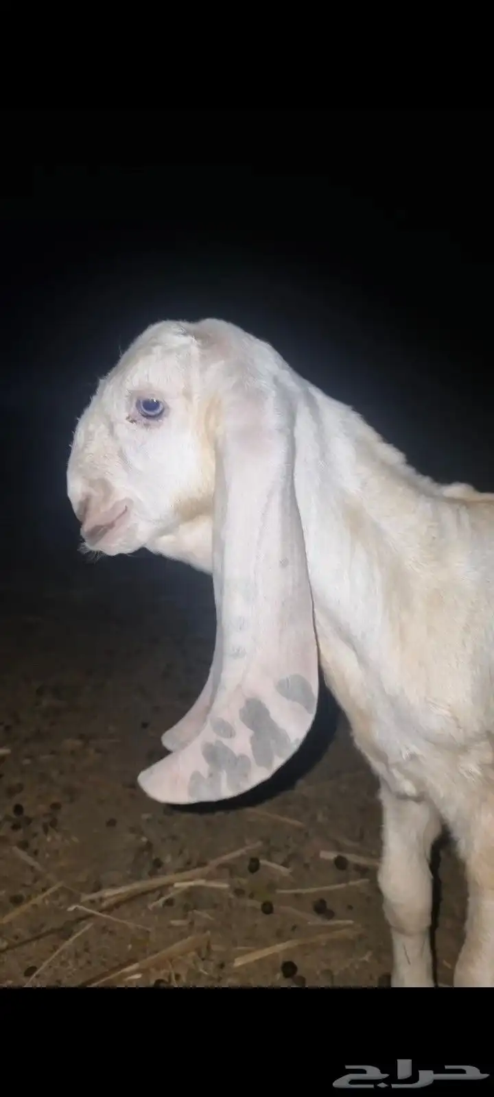 جفر بنجابي مشروع فحل فاخر 1