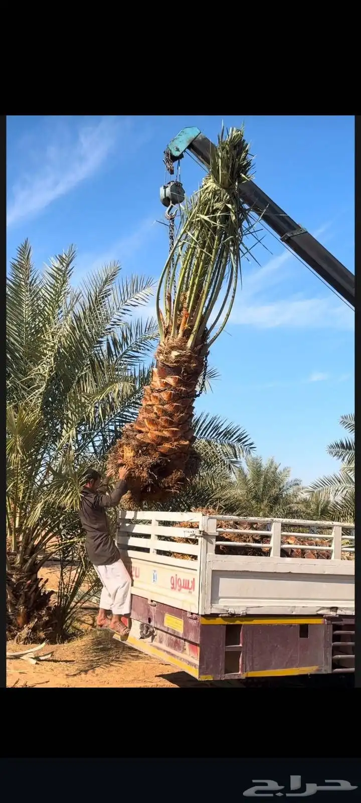 يوجد لدينا جميع انواع إنخل عربي ووشنطني جميع المقاسات متوفره 8