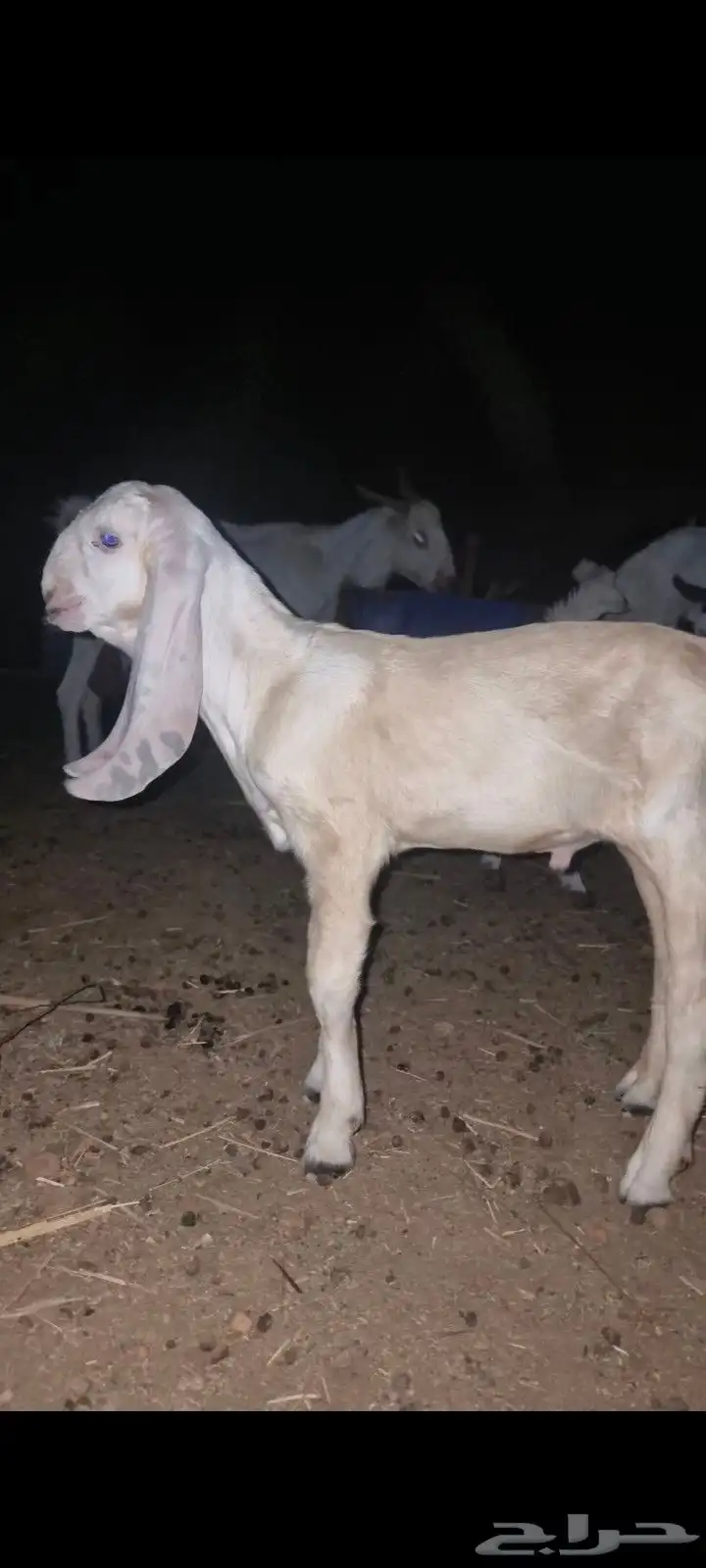 جفر بنجابي مشروع فحل فاخر 0