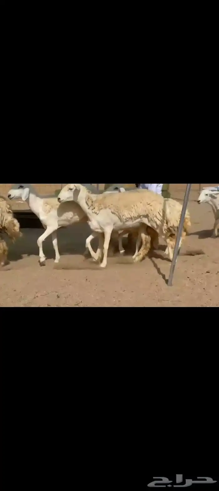 غنم حريات رخال جنب رخال طيبه صنف 9