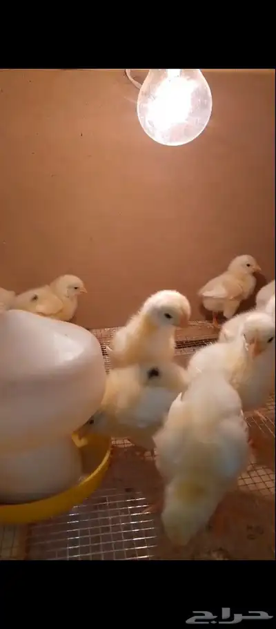 صوص لوهمان بيور صافي 14