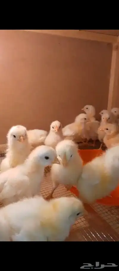 صوص لوهمان بيور صافي 11