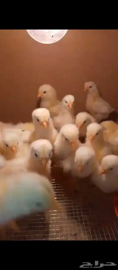 صوص لوهمان بيور صافي 7