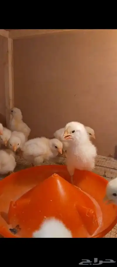 صوص لوهمان بيور صافي 0