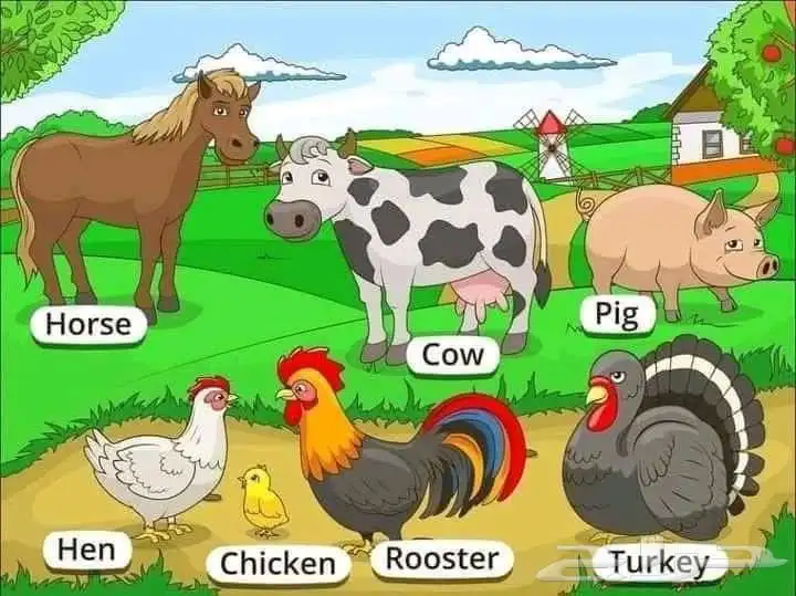 انجليزي لغتي رياضيات قرآن 0