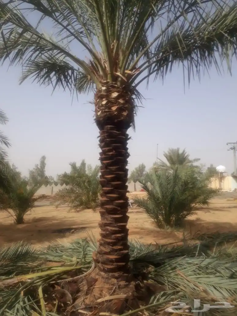 نخل للبيع جميع انواع انخيل العربي والواشنطن 06232 05374 0