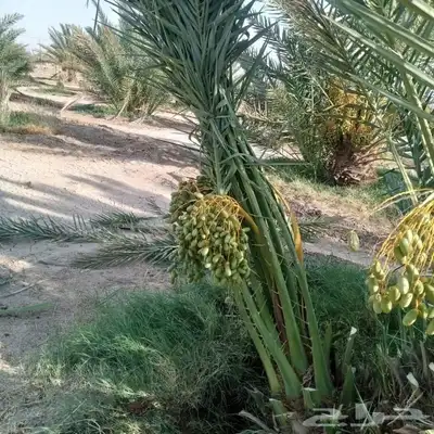 نخل عربي فروخ جثايث نقايل حيش جميع الانواع متوفره 2