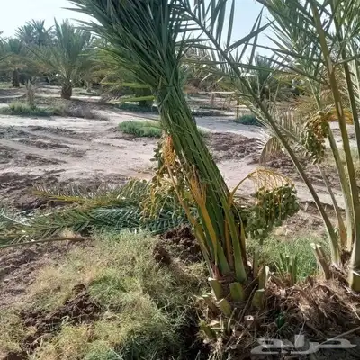 نخل عربي فروخ جثايث نقايل حيش جميع الانواع متوفره 1