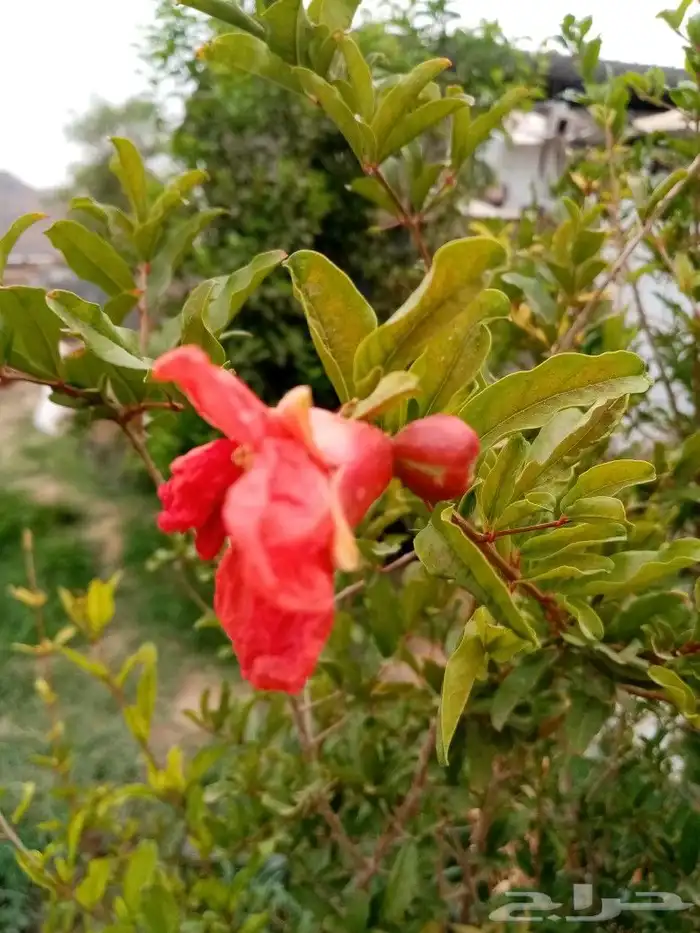 رمان طايفي درجه اولى 3