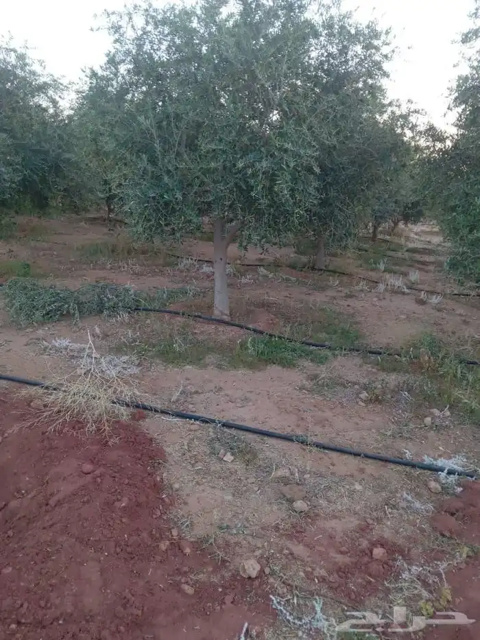 اشجار زيت زيتون 2