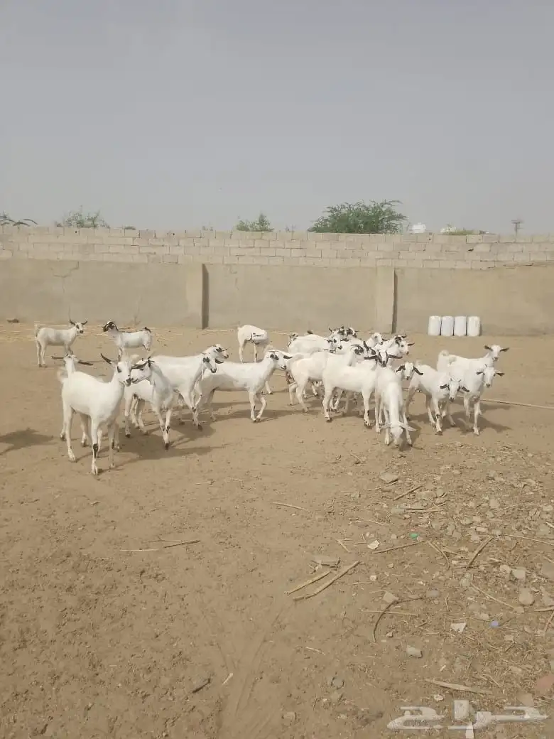 للبيع جفاربيشيات كحل تاسيس مراح صنف خيره قدام 0