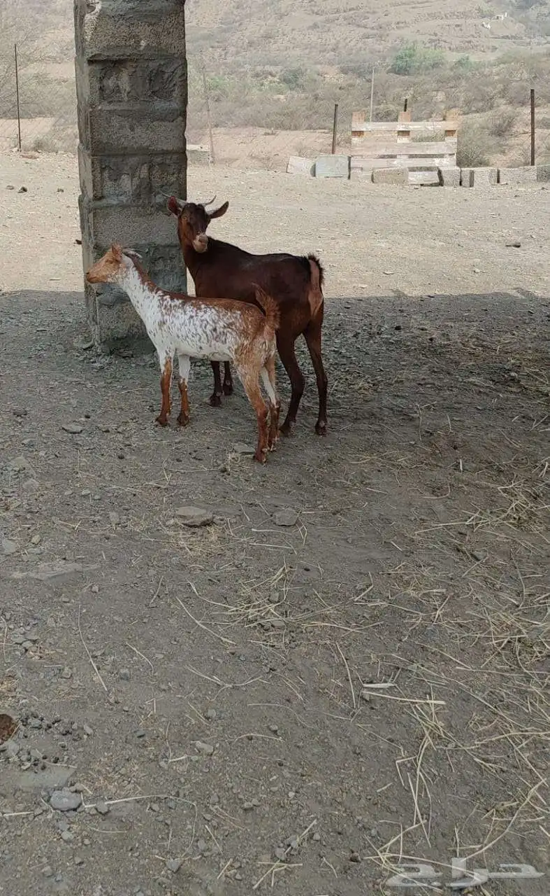 غنم مناتيج للبيع 4