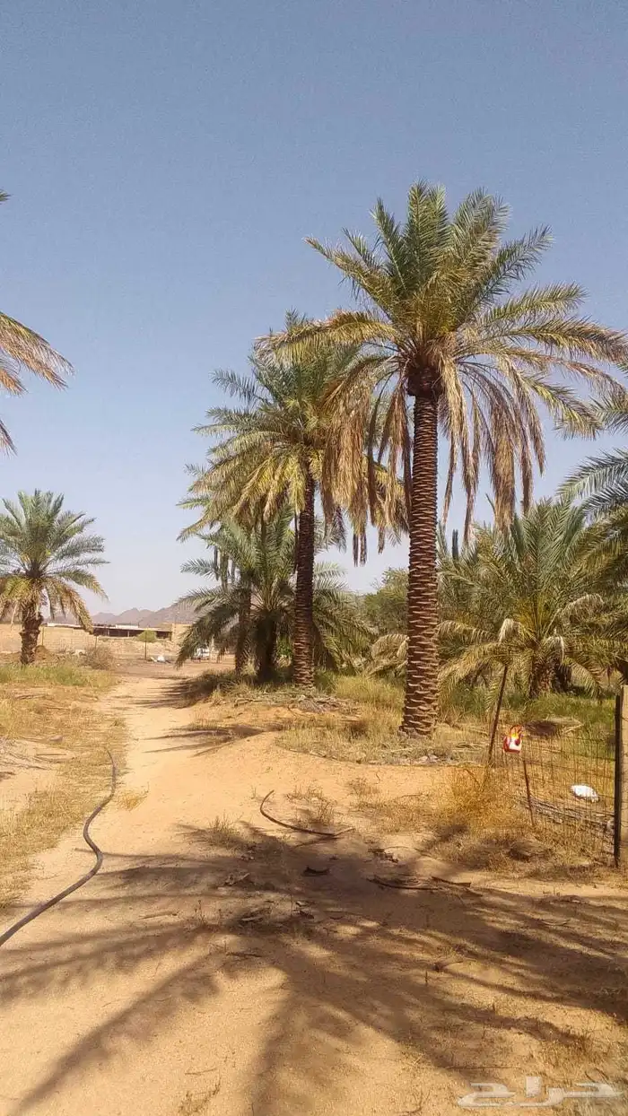 يوجد لدينا نخيل عربي مثمر جميع الأنواع كما نوصل للجميع انحا 0