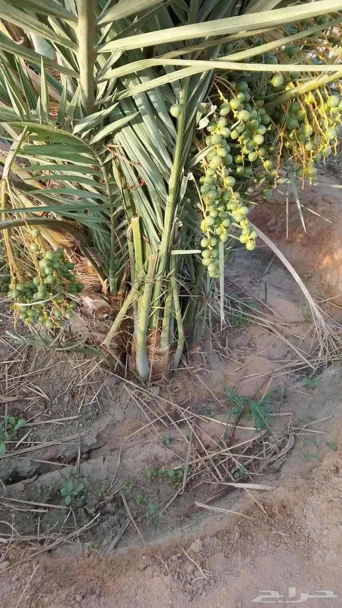 نخيل القصيم فراخه وجثايث 2