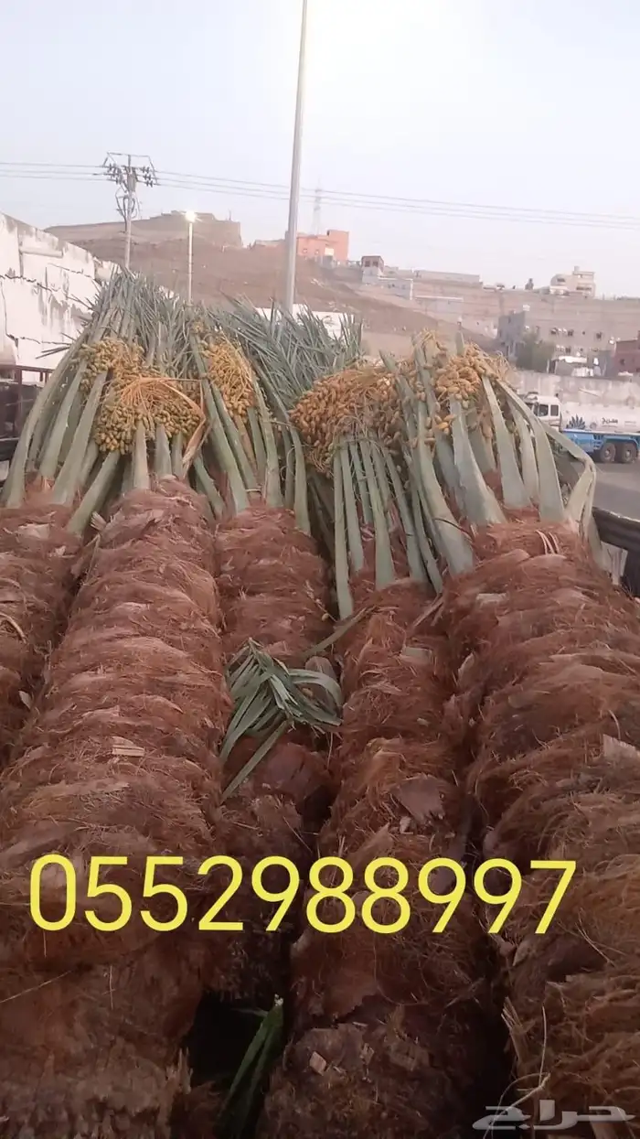 نخل درجه اولى عربي وزينه 0