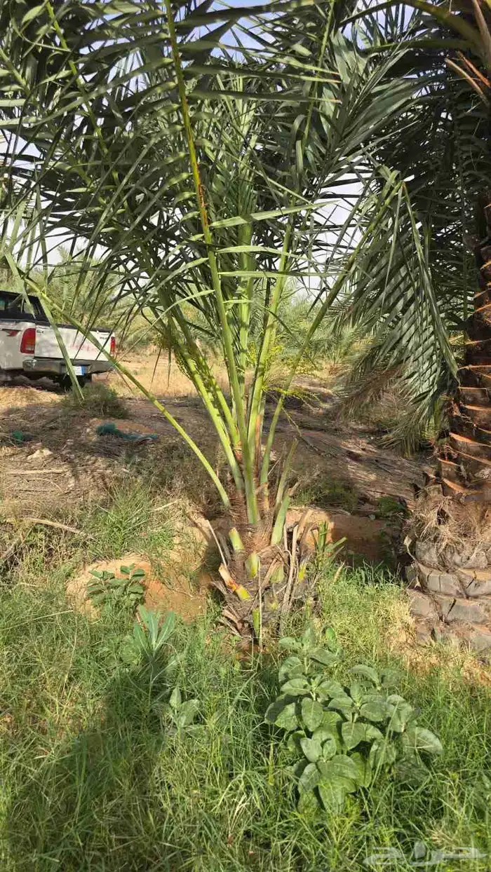 يوجد لدينا نخيل عربي مثمر جميع الأنواع كما نوصل للجميع انحا 3
