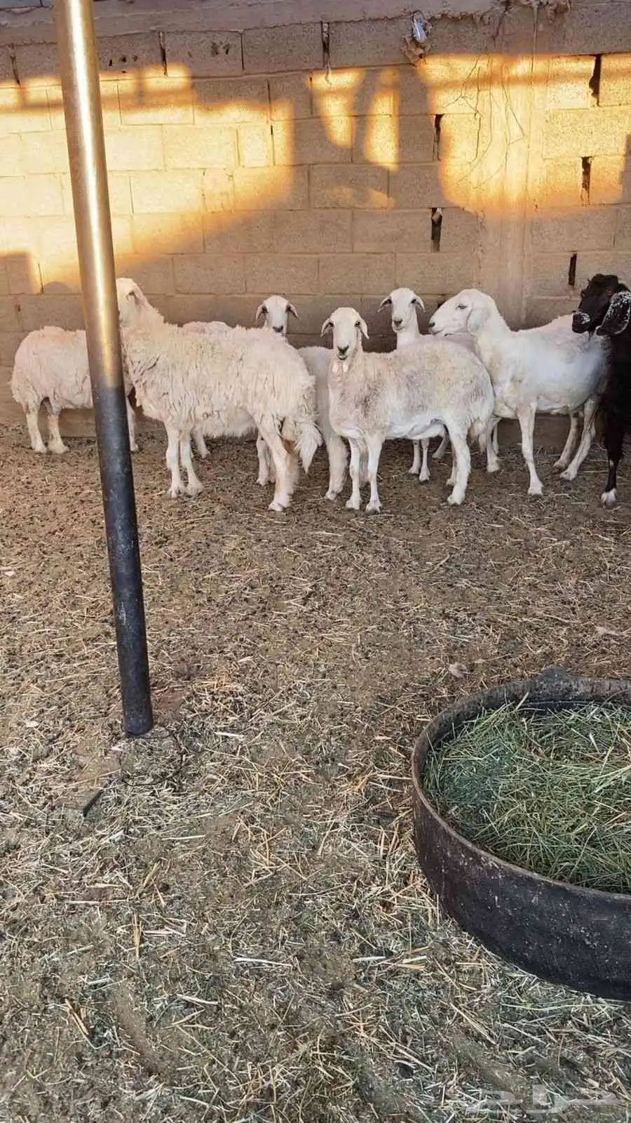 للبيع نعاج مضا يع العدد 6 شرط واحد خروف 0
