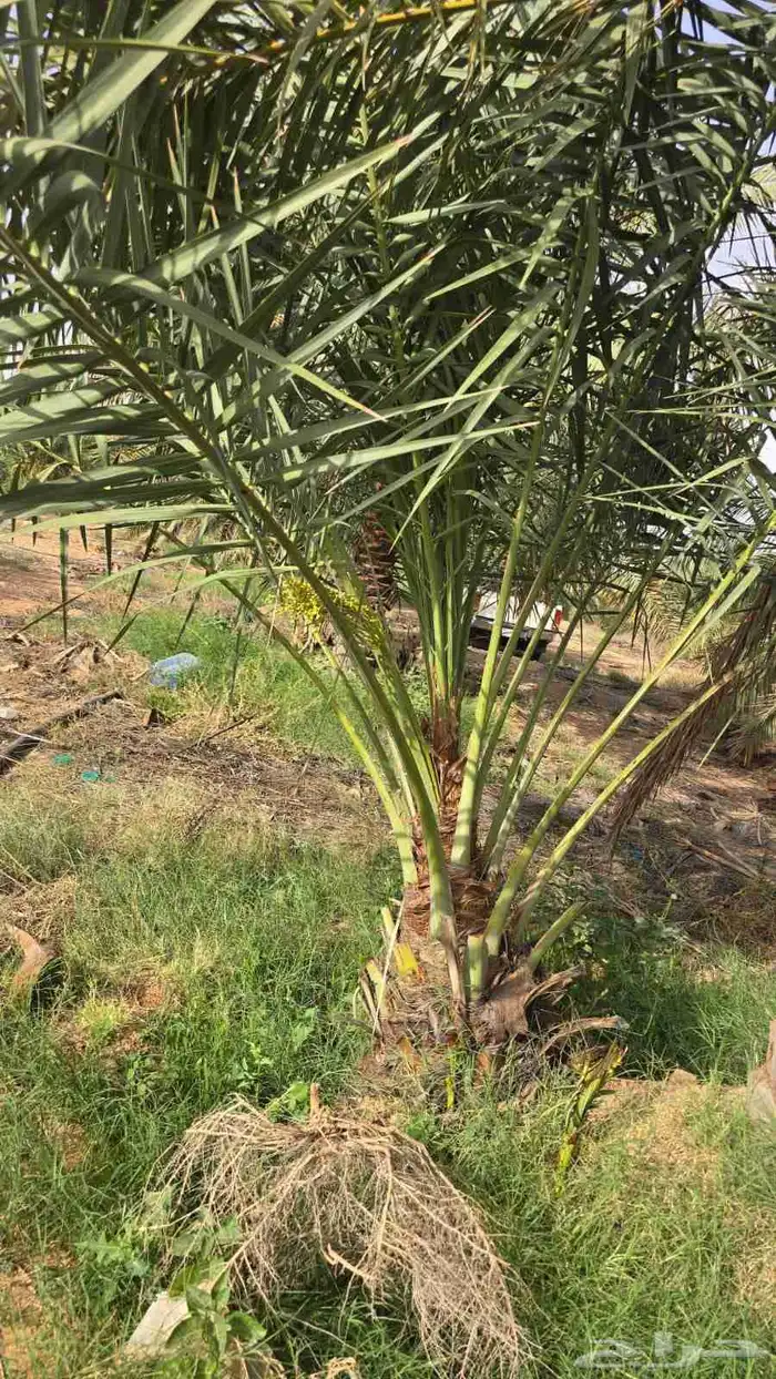 يوجد لدينا نخيل عربي مثمر جميع الأنواع كما نوصل للجميع انحا 4