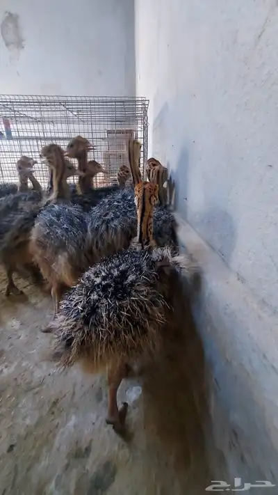 الرأل الأفريقي 8
