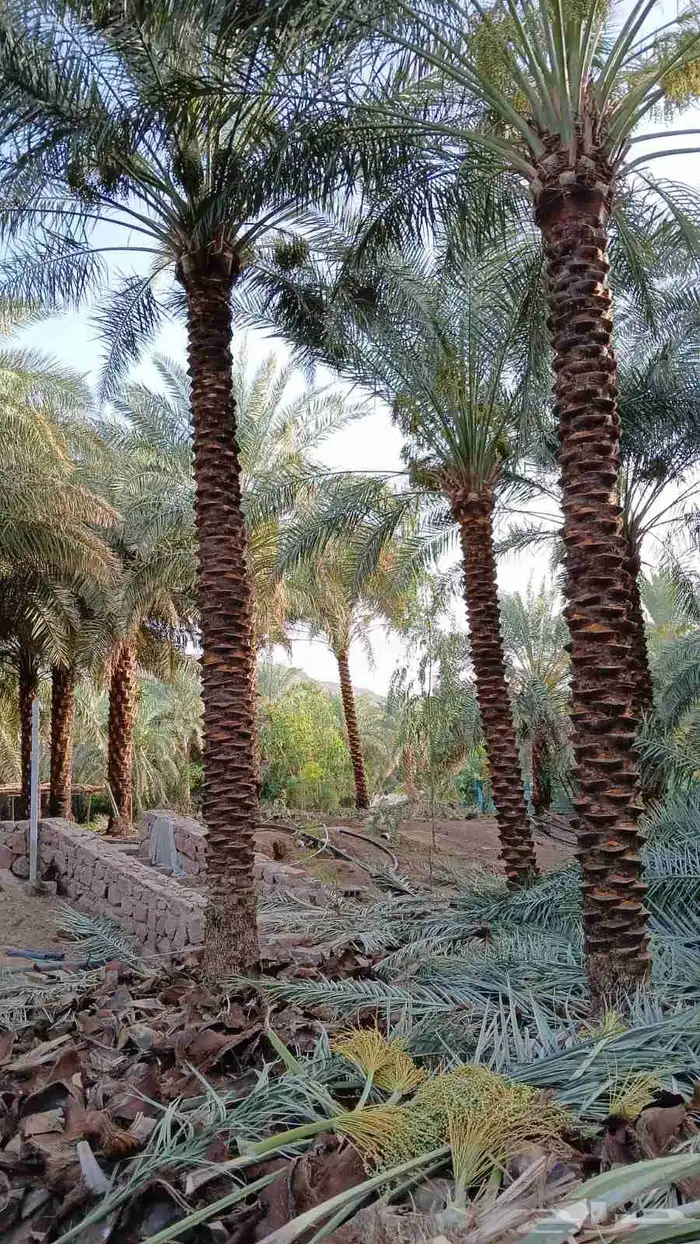 يوجد لدينا نخيل عربي مثمر جميع الأنواع كما نوصل للجميع انحا 6