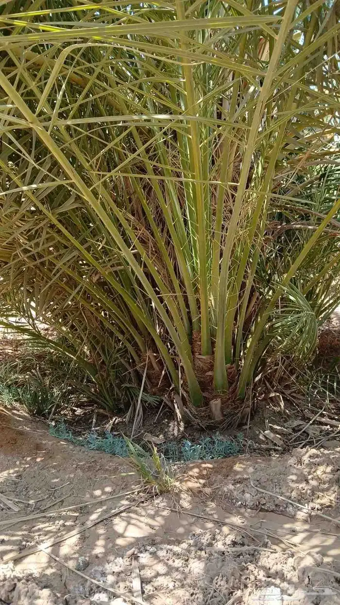 نخل صقعي للبيع مثمر و مجدول نخيل خلاص سكري 1