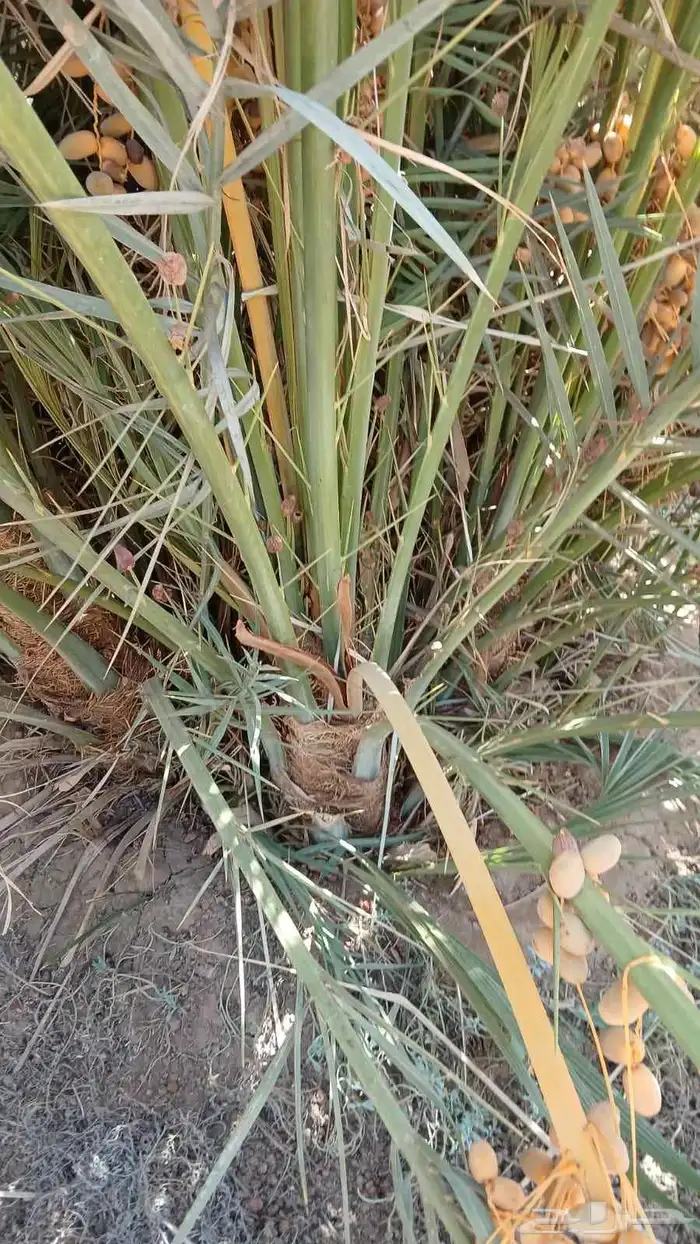 نخل صقعي للبيع مثمر و مجدول نخيل خلاص سكري 3