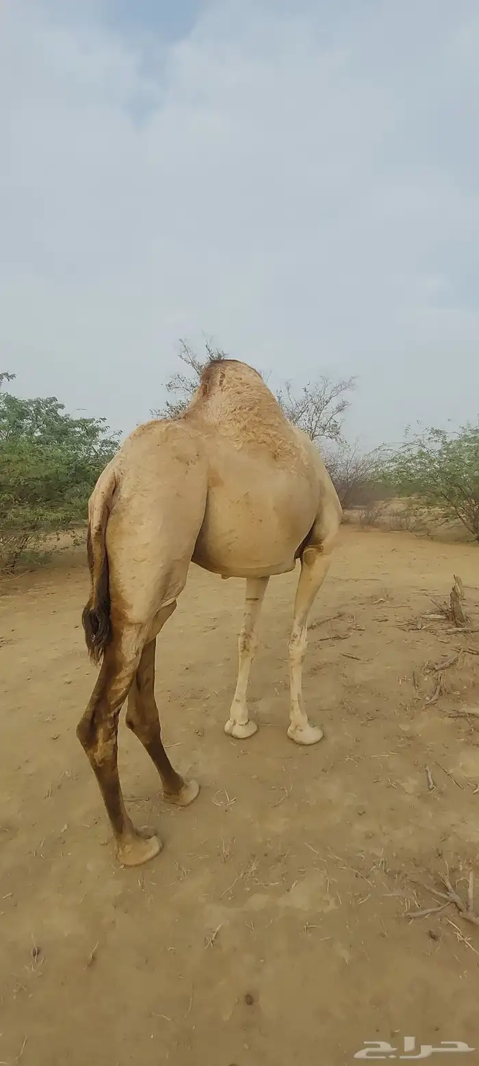 بكره للبيع السن رباع 1