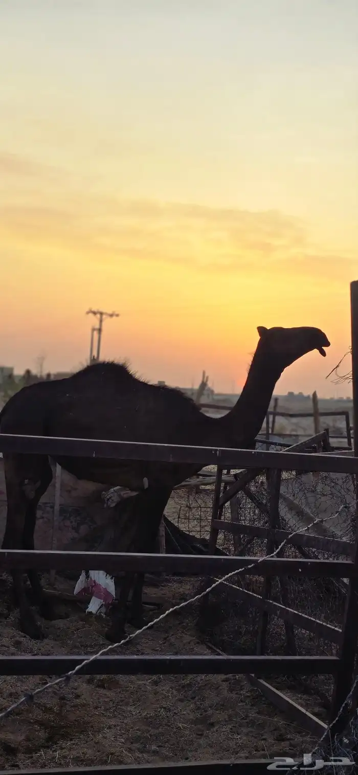 بكره طيبه تدخل حقه بعد شهرين 3