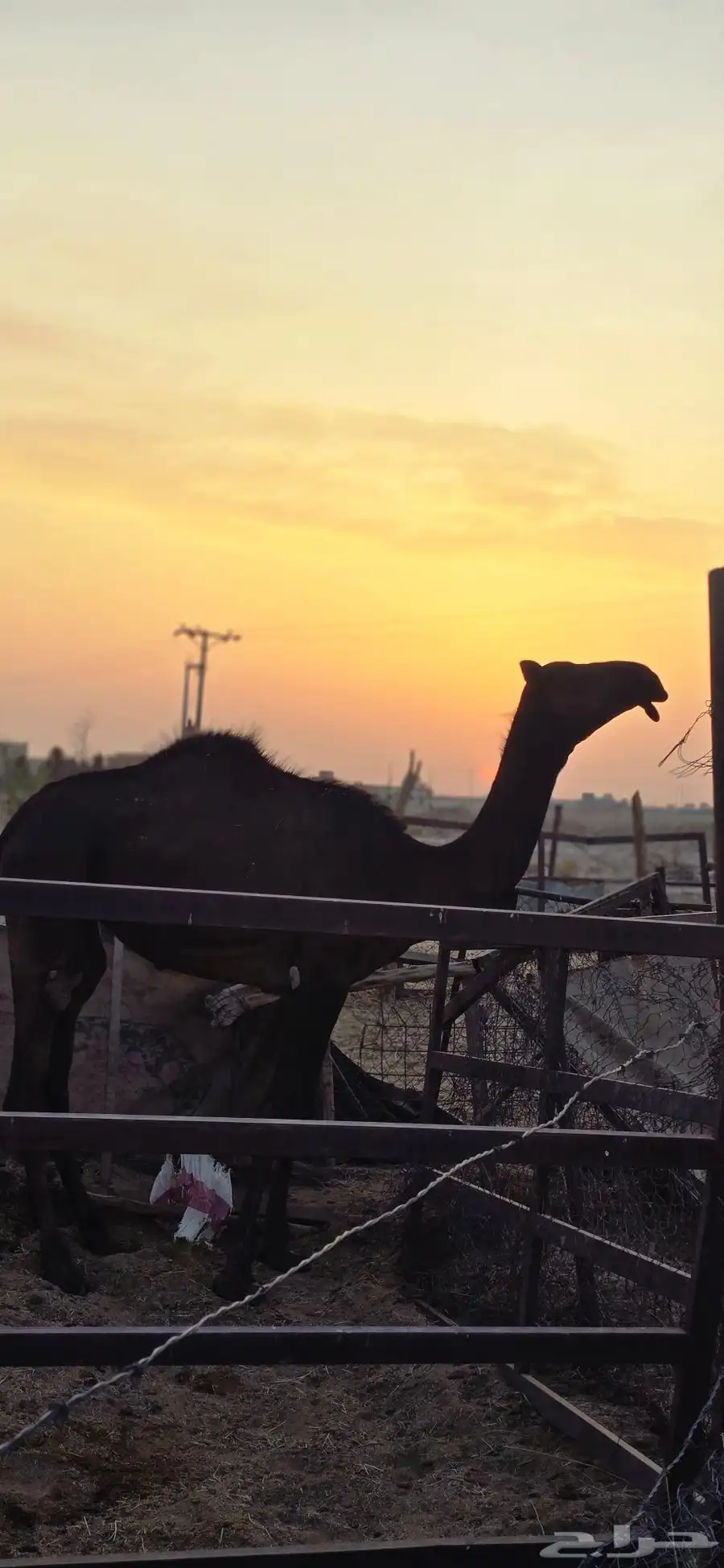 بكره طيبه تدخل حقه بعد شهرين 3