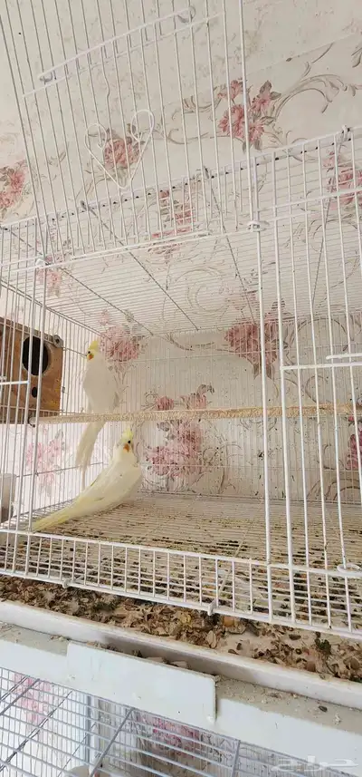 زوج كروان لاتينو 2