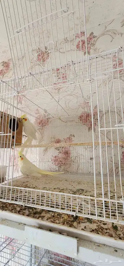 زوج كروان لاتينو 0