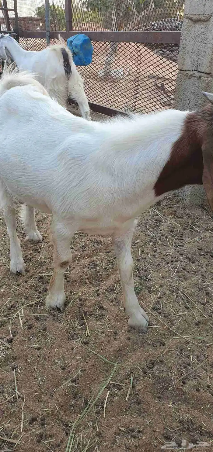 للبيع 4 تيوس هجين بورقوت 4 أشهر 6