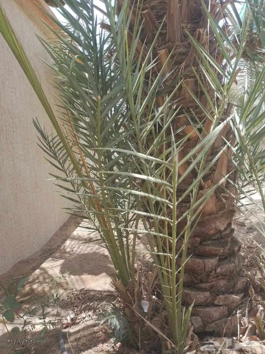 موجود عدد فسايل بياض نجران للبيع فسايل كفو 8