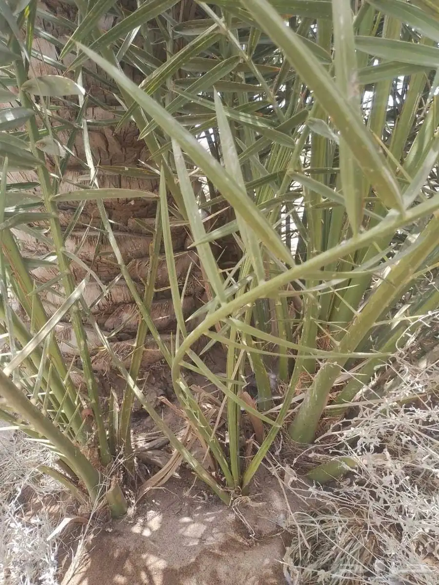 موجود عدد فسايل بياض نجران للبيع فسايل كفو 6
