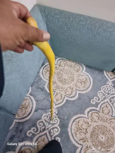 عصا شوحط مميزه جدا للبيع 3