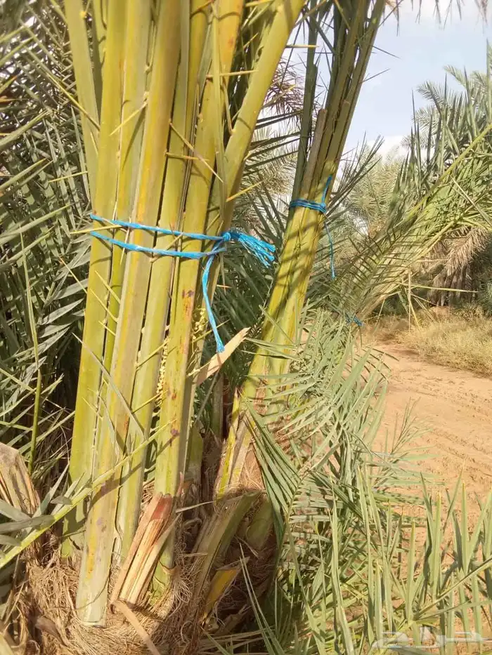 نخيل القصيم فراخه وجثايث 0