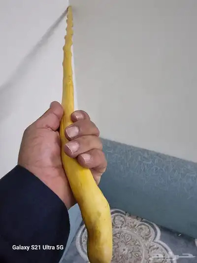 عصا شوحط مميزه جدا للبيع 5