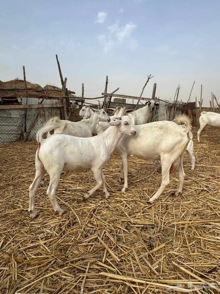 مشروع فحل تيس اصهف فاخر 1