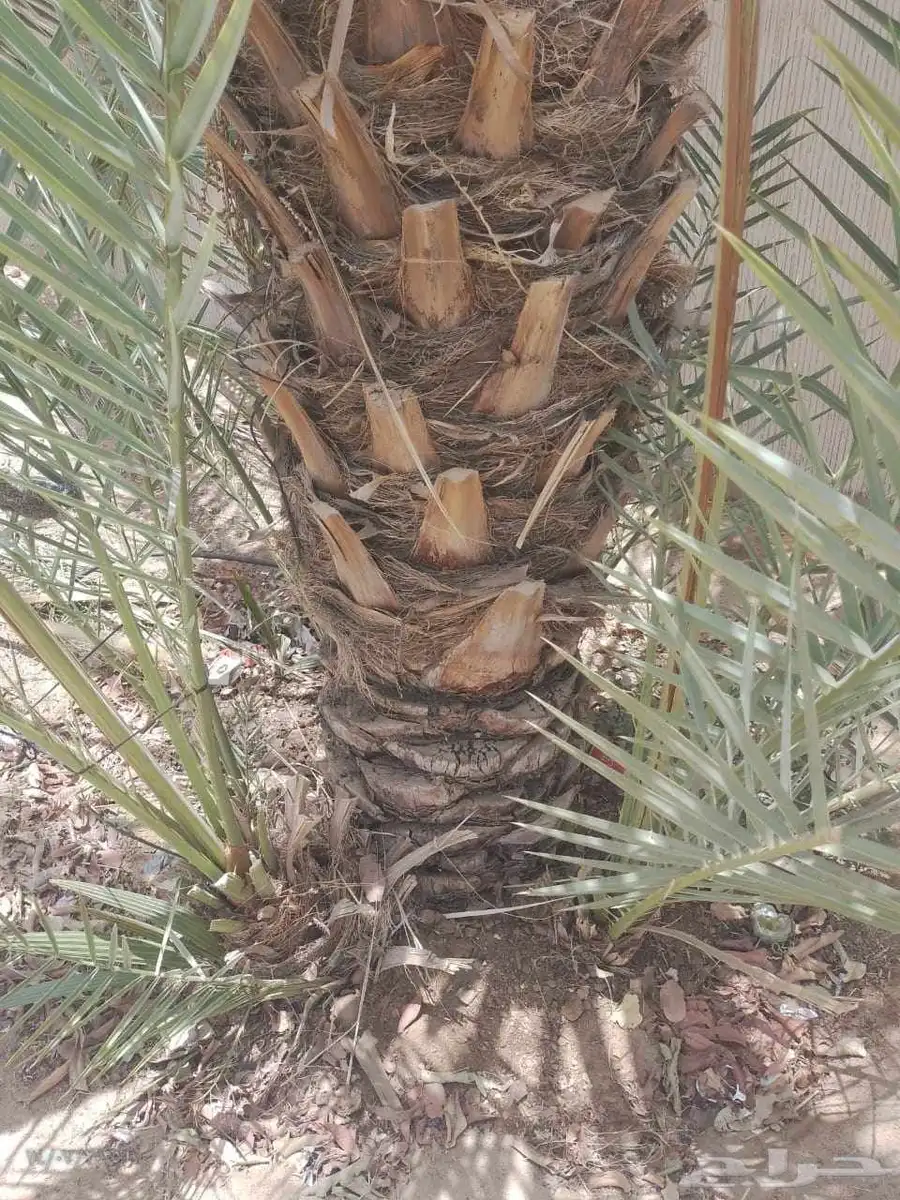 موجود عدد فسايل بياض نجران للبيع فسايل كفو 7